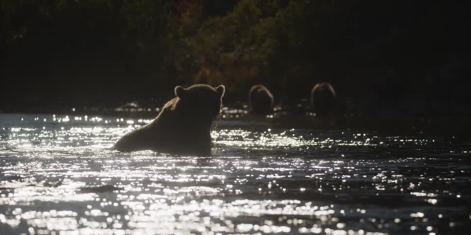 A silhouetted grizzly bear shakes its head in slow motion while sitting in a shimmering river at dusk