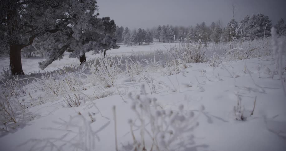 A slow-motion dolly shot pushes through a tranquil, snowy field with frosted blades of grass and trees as snow gently falls