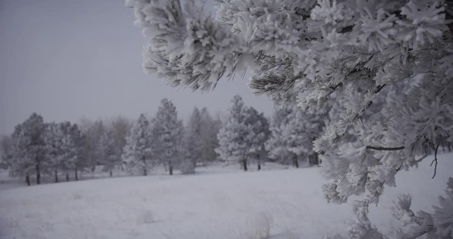 A close-up of a pine branch heavily coated in frost overlooks a serene, snowy field with a line of wintry trees