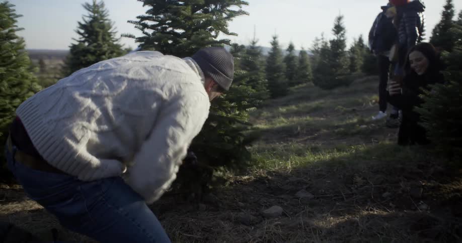 A man saws down a pine tree