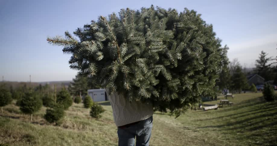 A man carries a pine tree on his shoulder