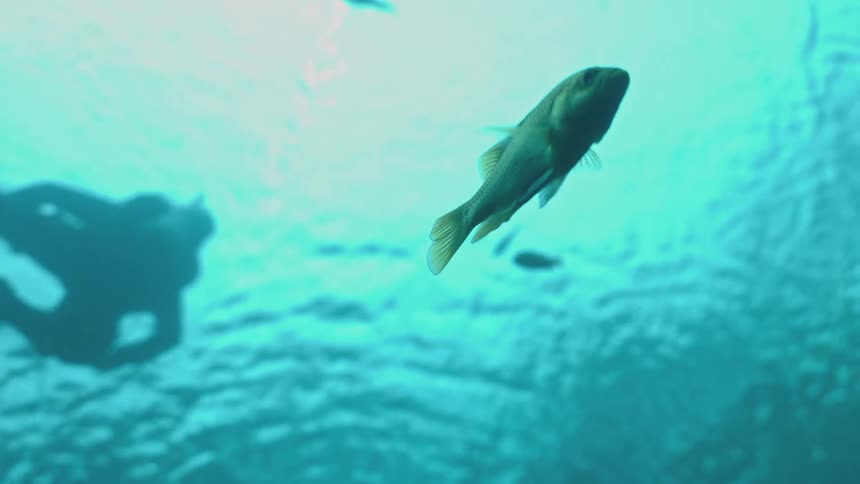 An underwater shot shows a small fish hovering in the turquoise sea with the silhouette of a scuba diver in the background