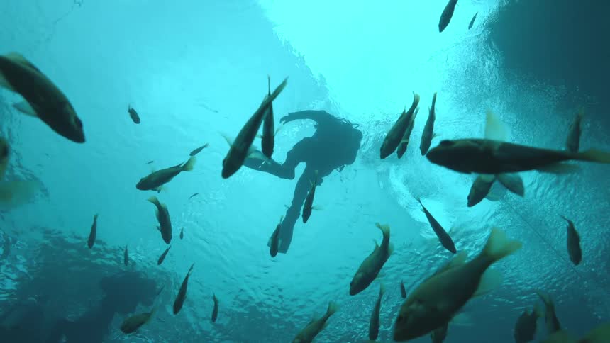 A school of fish swims peacefully as a scuba diver's silhouette is seen from below against the turquoise water surface