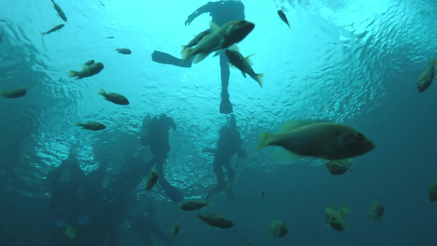 A school of fish swims in the foreground as silhouetted scuba divers explore the shimmering surface of the turquoise ocean