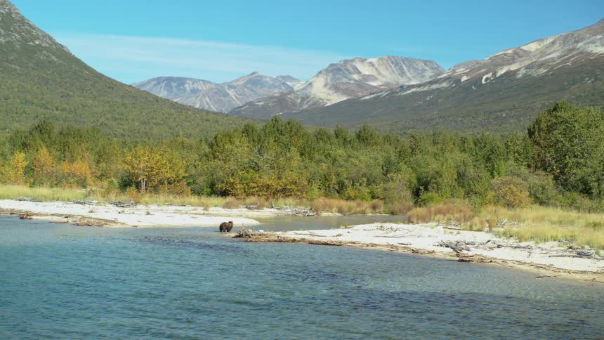 A stunning panoramic view of a brown grizzly bear standing on the shore of a pristine river in a vast mountain landscape