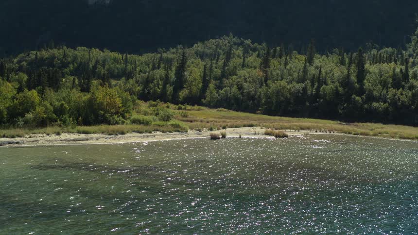 An aerial view of two grizzly bears walking along the sun-dappled shoreline of a remote lake backed by a dense green forest