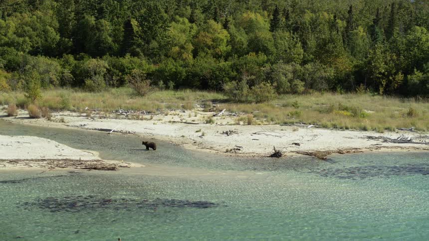 A wide aerial shot shows a large brown bear walking along the sandy bank of a pristine, clear river in a remote wilderness