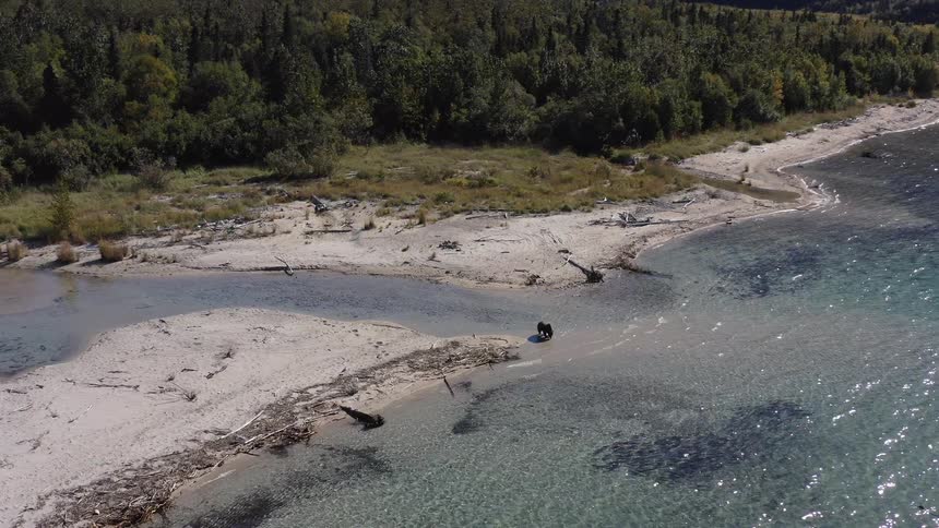 An aerial view shows a mother moose and her calf walking along the sandy shore of a pristine lake backed by a dense forest