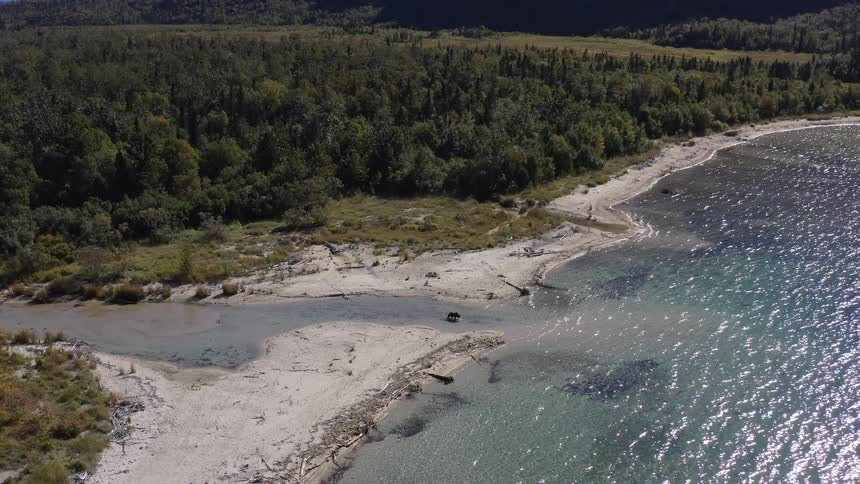 From high above, a brown bear explores the shoreline where a forest meets a crystal-clear lake, eventually walking into the shallows