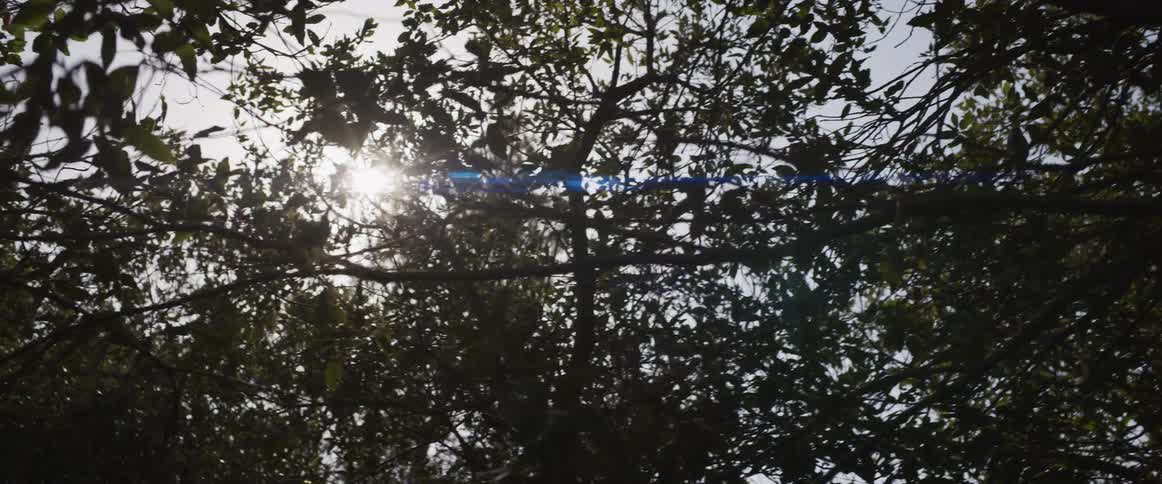 The sun peaks through the canopy of a tree as the camera slowly pans across the silhouetted leaves
