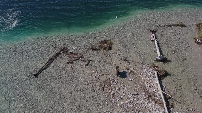 A high-angle aerial view of a grizzly bear walking along a rocky shoreline next to beautiful turquoise water