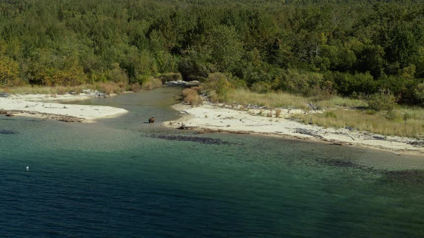 A wide aerial shot shows a majestic brown bear standing on a remote, sandy shoreline where a river meets a pristine, blue-green lake