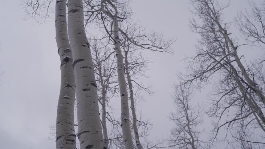A slow, low-angle pan up bare aspen trees as light snow falls from a grey, overcast winter sky