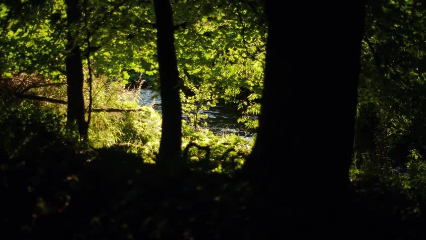 A sunlit river flows peacefully, viewed from the deep shadows of a lush forest