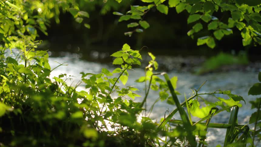 Lush green foliage is backlit by the sun on the bank of a gently flowing stream in a tranquil forest