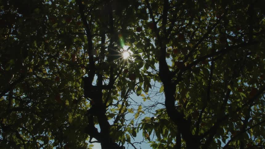 Sunlight shines through trees overhead
