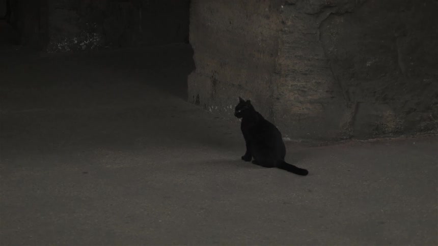 A black cat sitting next to a concrete walk gets up and walks away