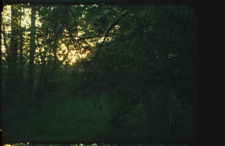 Authentic vintage Super 8 film footage shows a golden sunset filtering through the trees in a dark forest clearing