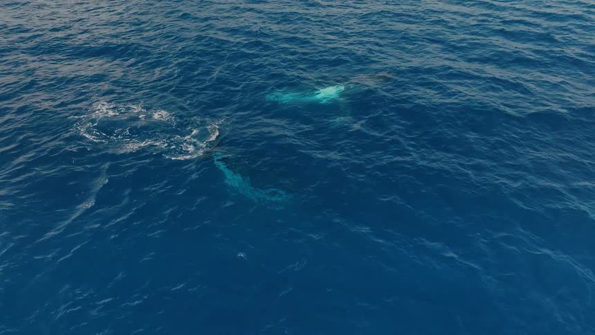 A stunning aerial view shows a mother humpback whale and her calf swimming in the deep blue ocean, with the calf spouting a rainbow-colored spray