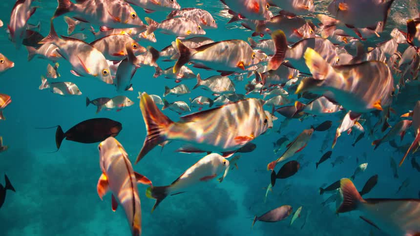 A mesmerizing underwater slow-motion view of a dense school of iridescent tropical fish swimming in clear turquoise water as sunlight filters from above