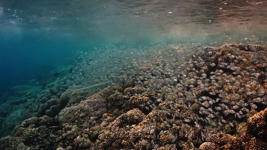 A massive school of Indo-Pacific sergeant fish swim in unison over a healthy, shallow coral reef