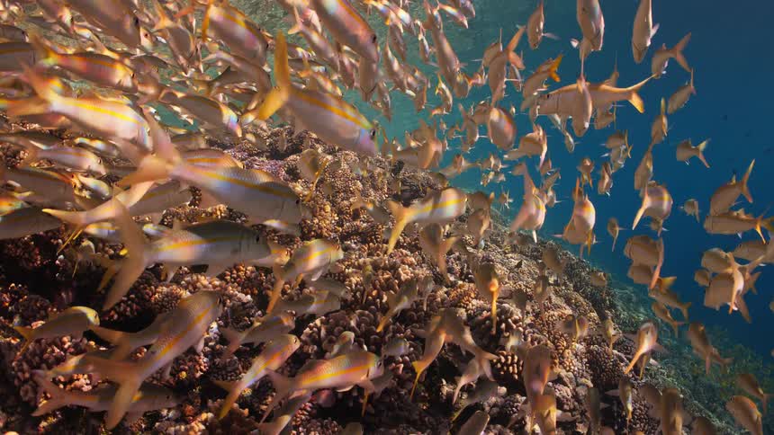 A massive school of iridescent yellowtail goatfish swims gracefully over a sprawling coral reef in the clear blue ocean