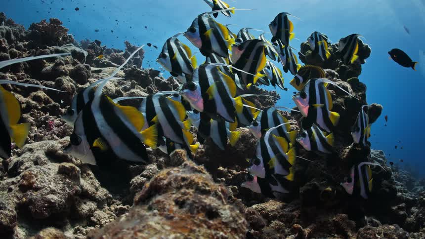 A large school of vibrant Schooling Bannerfish congregate peacefully over a rocky coral reef in the deep blue ocean