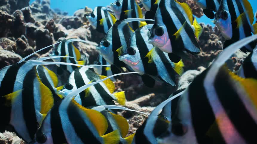 A vibrant school of Schooling Bannerfish with striking black, white, and yellow stripes hovers peacefully near a coral reef in the deep blue ocean