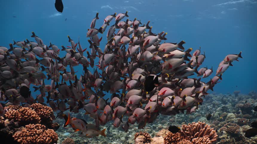 A massive school of red-finned reef fish hovers together over a vibrant coral reef in the deep blue ocean