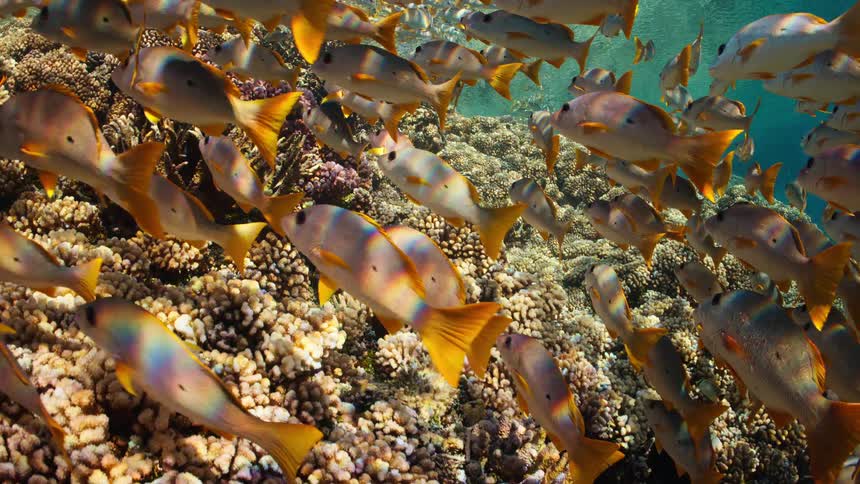 A vibrant school of yellowtail fish swims gracefully over a colorful coral reef in the shallow, sunlit ocean