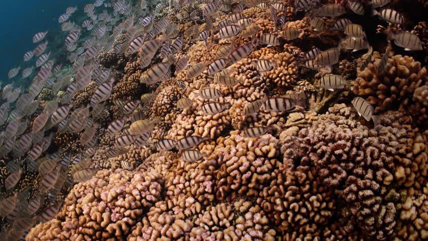 A massive school of striped convict tangs swims above a vast and healthy coral reef