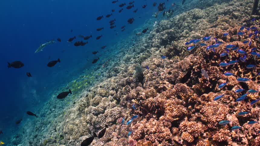 A diverse array of tropical fish swims over a vibrant and healthy coral reef in deep blue ocean water