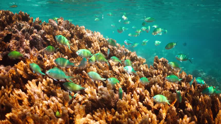 A school of vibrant green damselfish swim peacefully over a sprawling coral reef in clear turquoise ocean water