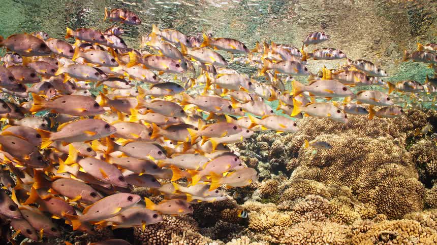 A large school of vibrant yellow-finned fish swims peacefully over a sunlit coral reef in shallow, clear tropical water