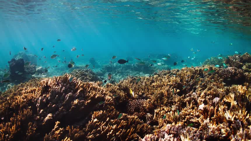 A tranquil underwater view captures schools of colorful fish swimming above a vibrant coral reef as sunlight filters through the clear blue water