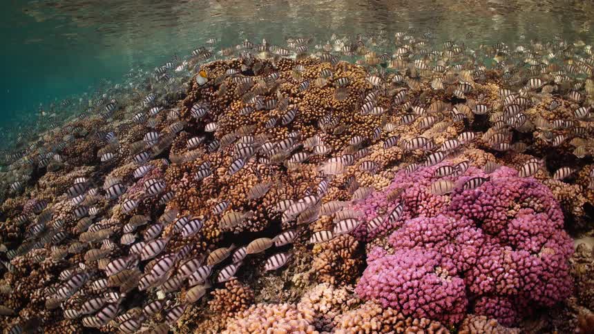 A massive school of striped convict tangs swims gracefully over a vibrant pink and orange coral reef in shallow, clear tropical waters