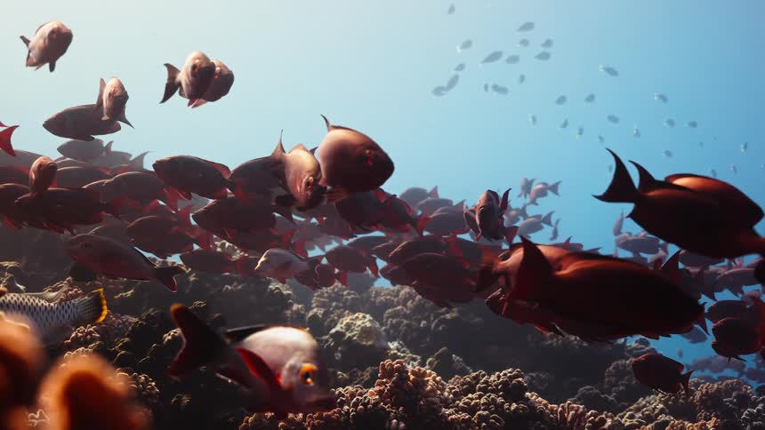 An immersive underwater slow-motion view of a massive school of red fish hovering over a coral reef