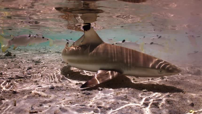 An underwater view in slow motion shows a school of yellowfin mullet feeding in the shallows as a blacktip reef shark slowly appears and settles on the sandy bottom