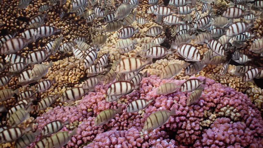 A large school of black and white striped Convict Tang fish swim slowly over a vibrant pink and yellow coral reef