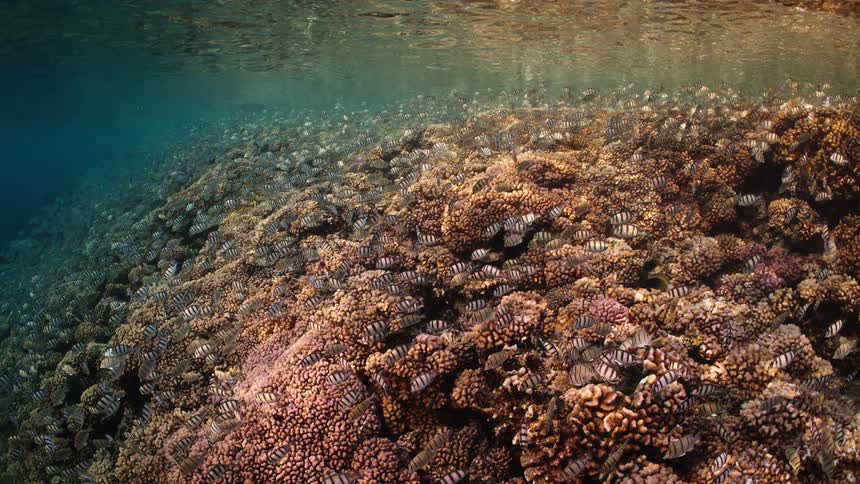 A massive school of striped Sergeant Major fish swarms over a shallow, sunlit coral reef in clear turquoise water