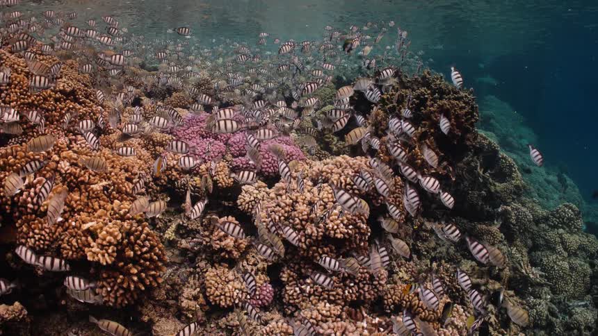 A stunning underwater view shows a massive school of Sergeant Major fish teeming over a colorful and healthy coral reef
