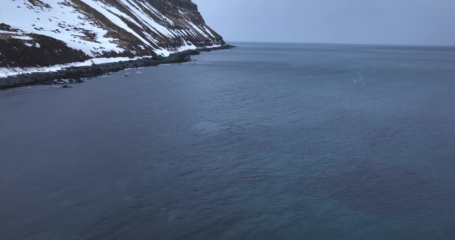 Aerial view of a pod of orcas swimming in the calm ocean waters along a majestic snow-covered coastline