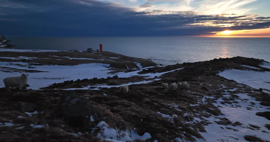 Aerial view of a flock of sheep on a snowy, remote coastline as the sun sets over the ocean, with a red lighthouse in the distance