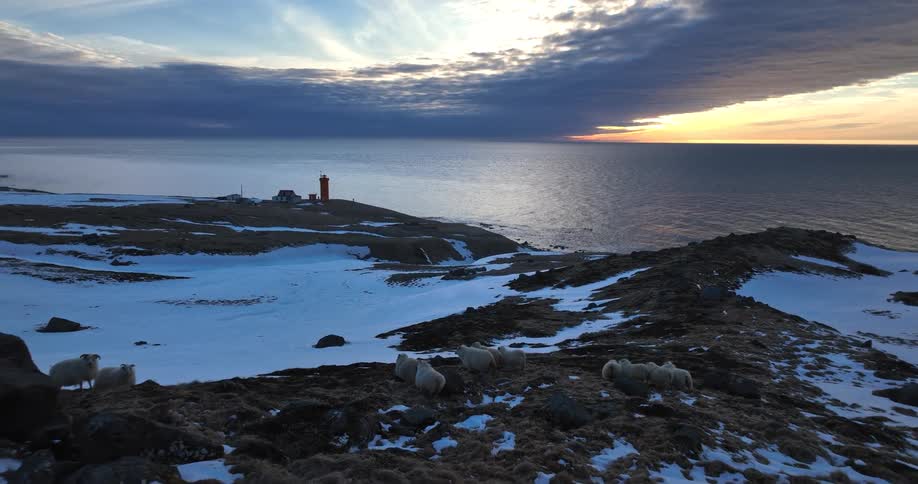 An aerial view shows a flock of sheep grazing on a snowy, remote coastline as the sun sets over the ocean, with a red lighthouse in the distance