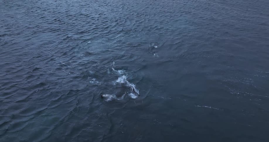 Drone footage shows a pod of orcas hunting and splashing together in the deep blue ocean