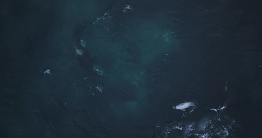 Dramatic aerial footage captures a pod of orcas hunting a lone seal in the deep, dark ocean