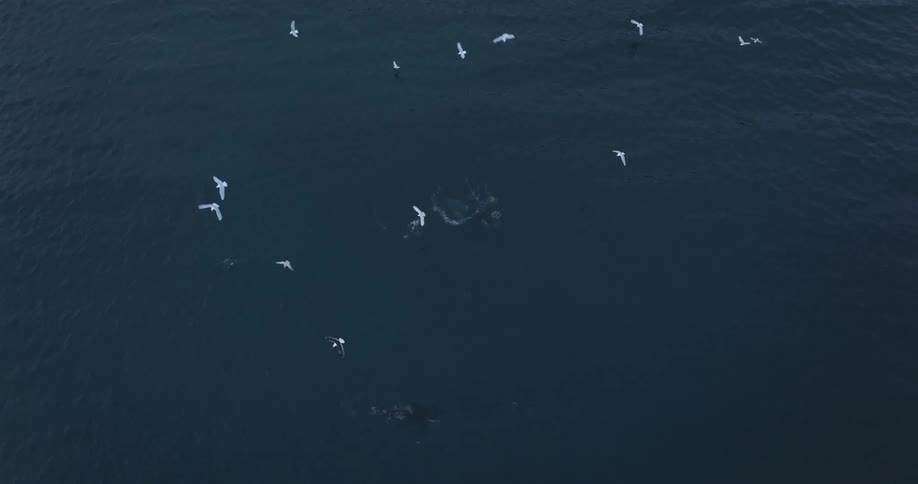 Stunning top-down aerial footage captures a pod of orcas hunting in the dark ocean waters, surrounded by a flock of opportunistic seagulls