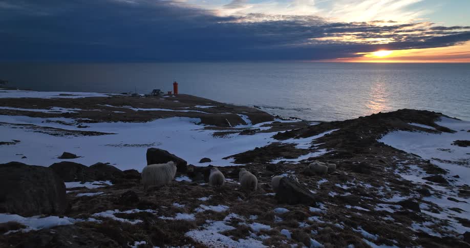 A flock of Icelandic sheep graze on a snowy coastline during a dramatic sunset, with a red lighthouse overlooking the vast ocean