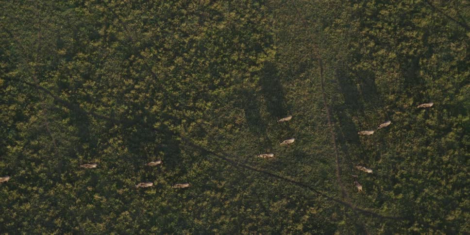 Cattle walk through a field