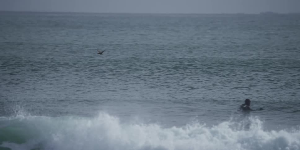 An Atlantic Puffin flies in slow motion, skimming just above the choppy ocean waves while surfers wait for a set